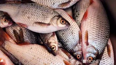 Щекур очень ценная и вкусная рыба весом до 17 кг. Рассказываю подробнее |  Заметки ихтиолога. | Дзен