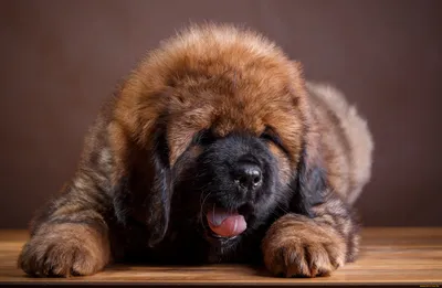 Картинки щенков крупных пород собак в формате webp