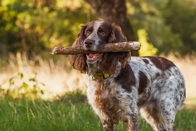 Щенки охотничьих собак: нежность и энергия