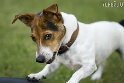 Фото щенков охотничьих собак: запечатлейте моменты счастья