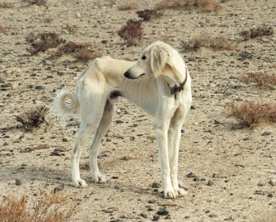 Фото щенков охотничьих собак: просто взгляните на их вспышку умилительности