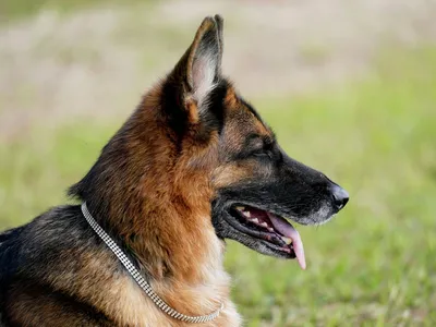 Щенки охотничьих собак: невинность и непробиваемое счастье