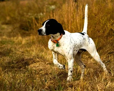 Восторгайтесь невероятными фото щенков охотничьих собак на своем устройстве