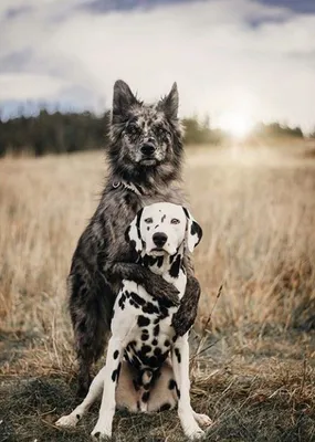 Сладкие щенки охотничьих собак: идеальный выбор для обоев