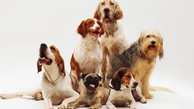 Искусные фотографии щенков разных пород собак для скачивания
