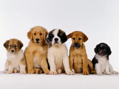 Милые щенки различных пород собак