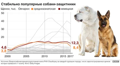 Фото щенков разных пород: выбирайте формат и размер