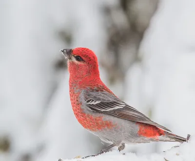 Обыкновенный щур / Pine grosbeak (Pinicola enucleator) | Птицы мира |  ВКонтакте