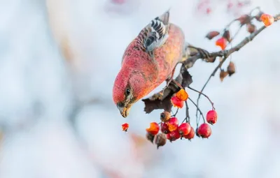 Щур... Фотограф Марина Мочалова