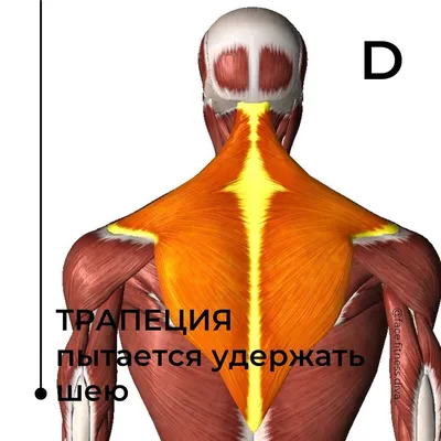 5 тестов, которые помогут оценить здоровье вашей шеи | Ирина Довгалёва |  Дзен