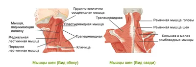 Влияние осанки на здоровье человека - Sektascience: научно-популярный журнал