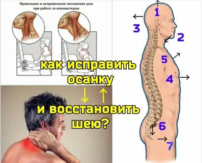 Шея – всему голова» – простонародная идиома последних лет. Она подчеркивает  значение шеи для нашего организма. Шея – сложный… | Instagram