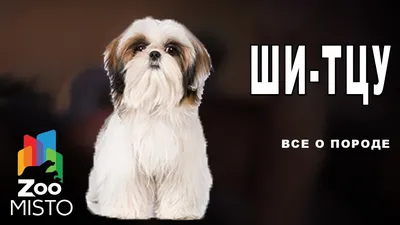 Шиацу порода собак: идеальные снимки для вашего блога о собаках