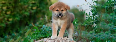 Шиацу порода собак: прекрасные обои для смартфона или планшета