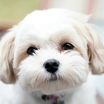 Шиацу порода собак: идеальные фото для вашего Instagram профиля