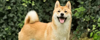 Шиба собака: фото в высоком разрешении для скачивания в формате jpg
