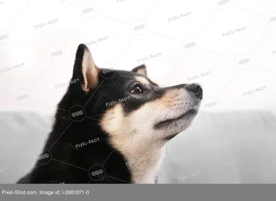 Шиба собака: портреты и профильные фотографии для выбора