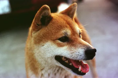 Фото Шиба собаки: великолепное сочетание красоты и характера