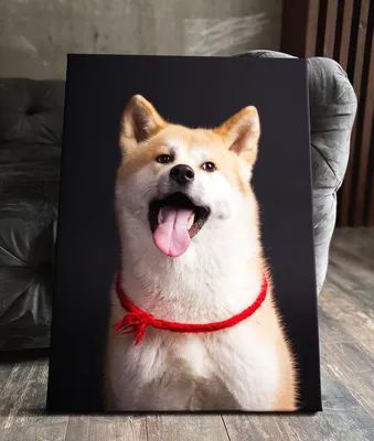 Фото Шиба собаки: изображения для создания календарей или открыток