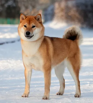 Шиба собака: изображения, которые переносят вас в мир теплоты и радости.