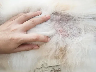 Фотография собаки с шишкой от клеща - скачать png