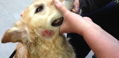 Фото с шишкой от укуса клеща на собаке - скачать изображение webp