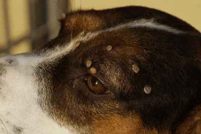 Фото шишки на собаке после укуса клеща - скачать в формате webp