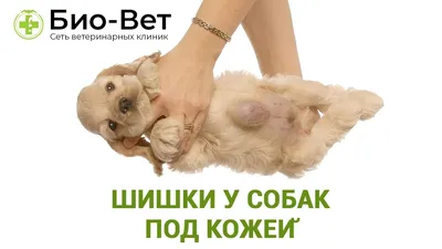 Фото с шишкой от укуса клеща на собаке - скачать webp изображение бесплатно