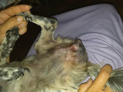Изображение шишки на собаке после укуса клеща - бесплатно скачать png