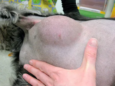 Шокирующая картинка шишки от укуса клеща у собаки
