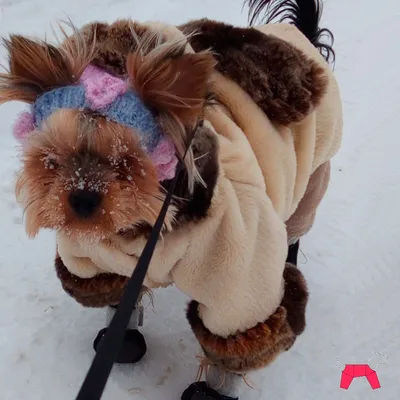 Шуба из собаки на фоне городского пейзажа.