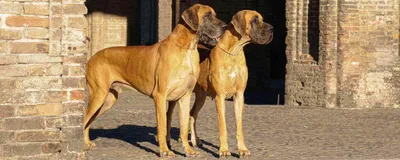 Сильные собаки на фото: невероятные изображения для фона и обоев