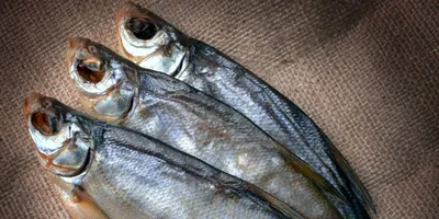 Рыба синец: описание, образ жизни, места обитания, сезонные повадки