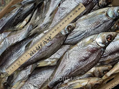 Синец (Abramis ballerus) | FishingBY.com