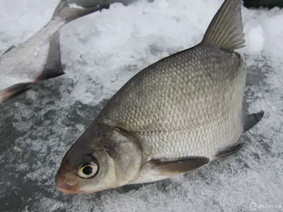 Рыба синец: описание, обитание, ловля | ВКонтакте