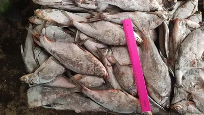 Вяленая рыба Синец / Снеки Альянс / 2 кг - купить с доставкой по выгодным  ценам в интернет-магазине OZON (406048313)