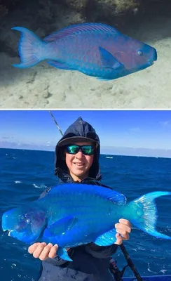 20+ самых странных животных нашей планеты. Синяя рыба-попугай. Эта красивая  рыба живет в водах Атлантики и Карибск… | Weird animals, Unusual animals,  Pretty animals