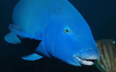 Оранда голубая - золотая рыбка Carassius auratus / Золотые рыбки /  Аквариумные рыбки / КАТАЛОГ ТОВАРОВ / Аквадом - зоомагазин