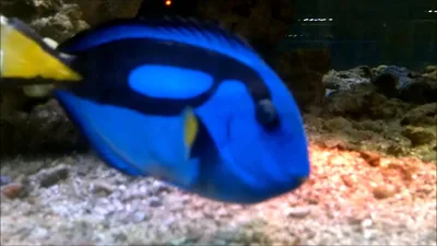 Дельфин голубой - большиая рыба для аквариума купить