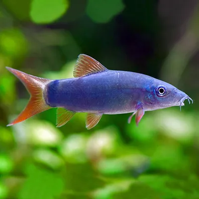 Одна рыба, Две рыбы, Красная рыба, Синяя рыба Красная рыба Красная бочка  Золотая рыбка, Золотая рыбка Kiss s, синий, презентация, веб-сайт png |  Klipartz