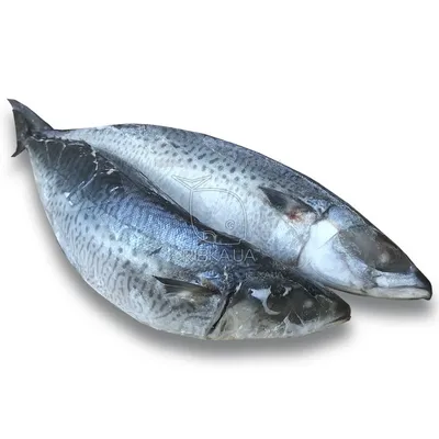 Синяя рыба, морская звезда, синий, животные, морепродукты png | PNGWing