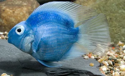 Синяя рыба на белом фоне, эстетично…» — создано в Шедевруме