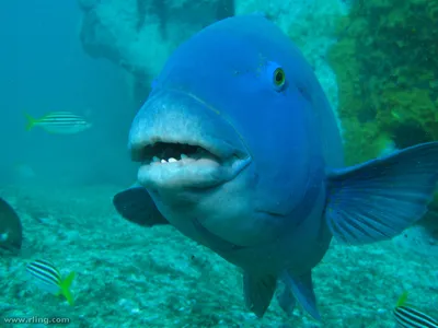 Синяя рыба Тан 3D Модель $29 - .max .obj .fbx .c4d .3ds - Free3D
