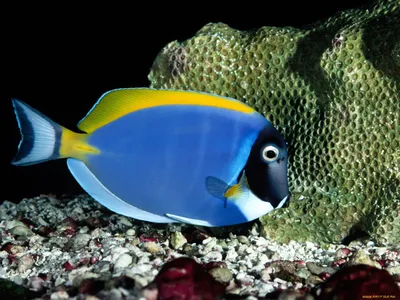 Одна из самых красочных разновидностей рыб Красного моря - императорск