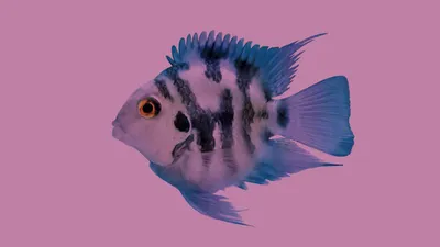 Голубая рыба - 55 фото