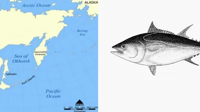 Большая черная рыба в красном море - 65 фото