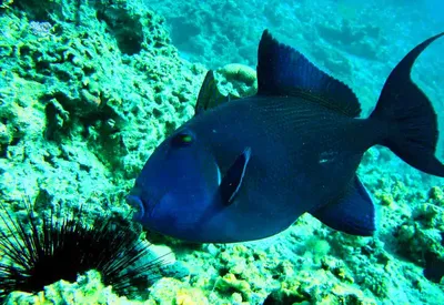 красивая рыба под водой в средиземном море красивая зеленая и голубая рыба  среди скал под средиземным морем фис Стоковое Изображение - изображение  насчитывающей вода, под: 221016631