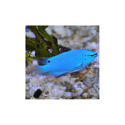 Синяя рыба фото фотографии