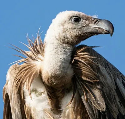 Белоголовый сип (Gyps fulvus) — Зоопарк «Лимпопо» г. Нижний Новгород –  Нижегородский зоопарк