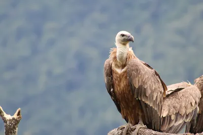 Белоголовый сип - eBird